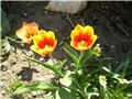 tulipani